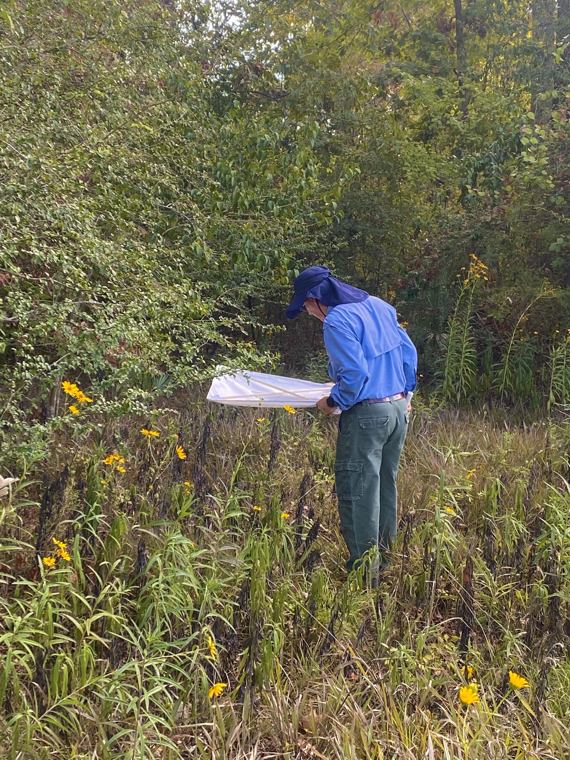 Rodrigo searching for weevils.jpg thumbnail